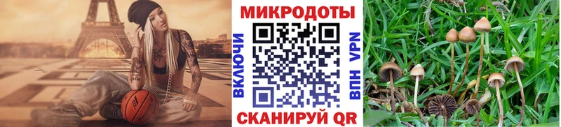 Галлюциногенные грибы Psilocybine cubensis Щучье